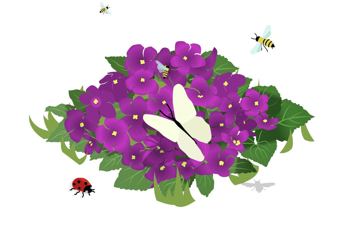 auf einer Staude mit purpurnen Blühten sitzt ein weißer Schmetterling. Drum herum schwirren Wildbienen. Unter den Blättern krabbelt ein Marienkäfer.