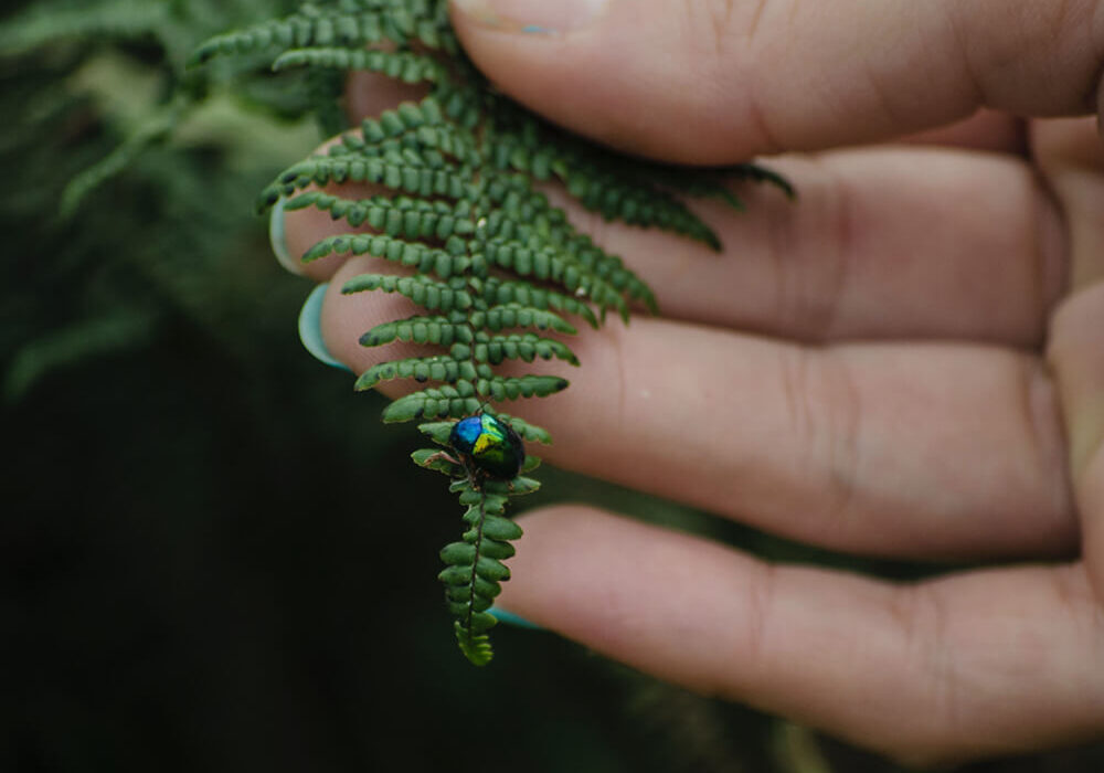 Eine Hand hält ein Farn-Blatt, darauf sitzt ein schimmernder kleiner Käfer