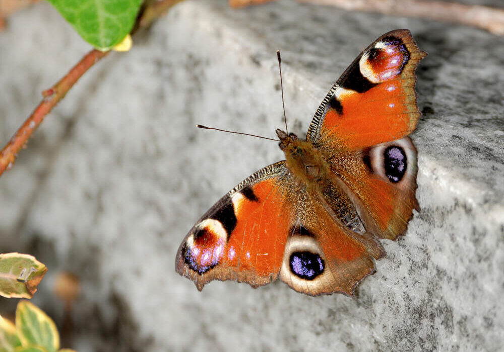 Ein Tagpfauenauge ruht sich auf einem Grabstein aus, neben ihm wächst Efeu.